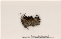 藏品(裂芽雪花衣)的圖片